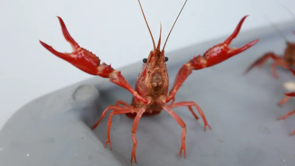 blog Alerta por posible presencia de langostilla roja en el departamento de Santander