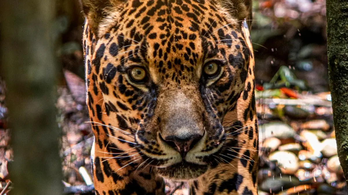 blog CAS desmiente alertas por presuntos ataques de jaguar