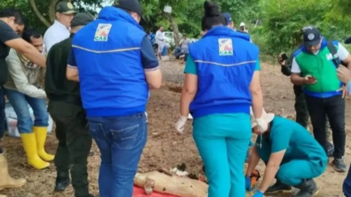 CAS informa sobre investigación por hallazgo de manatí del gran caribe sin vida en ecosistema cenagoso del Magdalena Medio