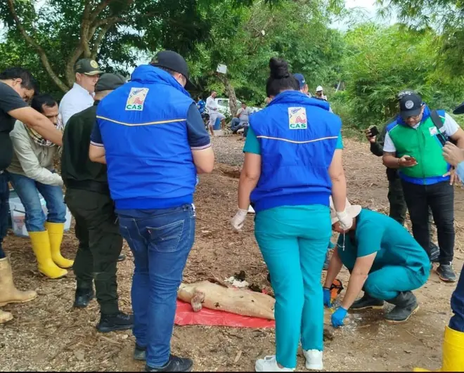 blog CAS informa sobre investigación por hallazgo de manatí del gran caribe sin vida en ecosistema cenagoso del Magdalena Medio