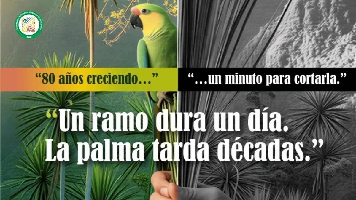 CAS llama a proteger las especies de palma durante la celebración del domingo de ramos en Semana Santa 2026