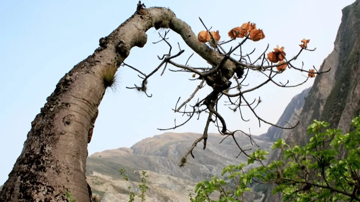 blog Con motivo del día mundial del árbol: la Ceiba Barrigona, la joya única del Cañón del Chicamocha
