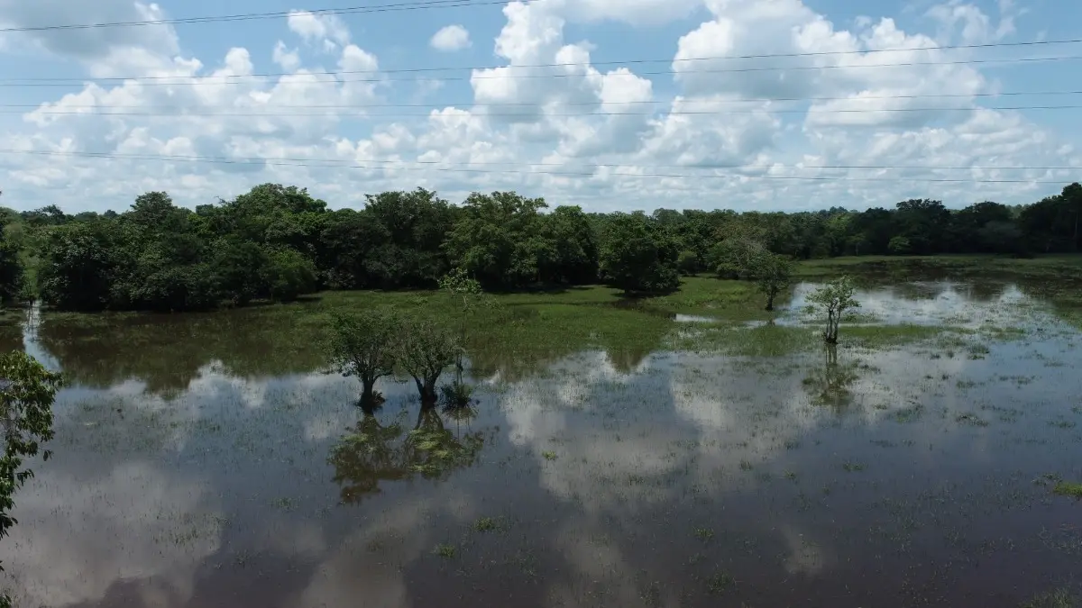 blog La CAS adelantará verificación técnica ante reporte de fauna no habitual en zona del departamento