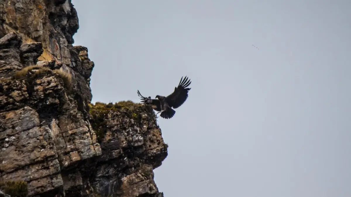 La CAS advierte: Actividades turísticas no autorizadas ponen en grave riesgo al cóndor andino en el Páramo de Almorzadero