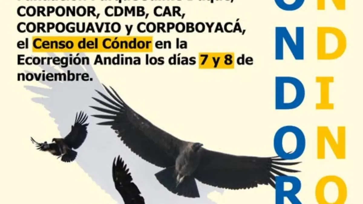 blog La CAS participa activamente en el Censo Regional del Cóndor Andino