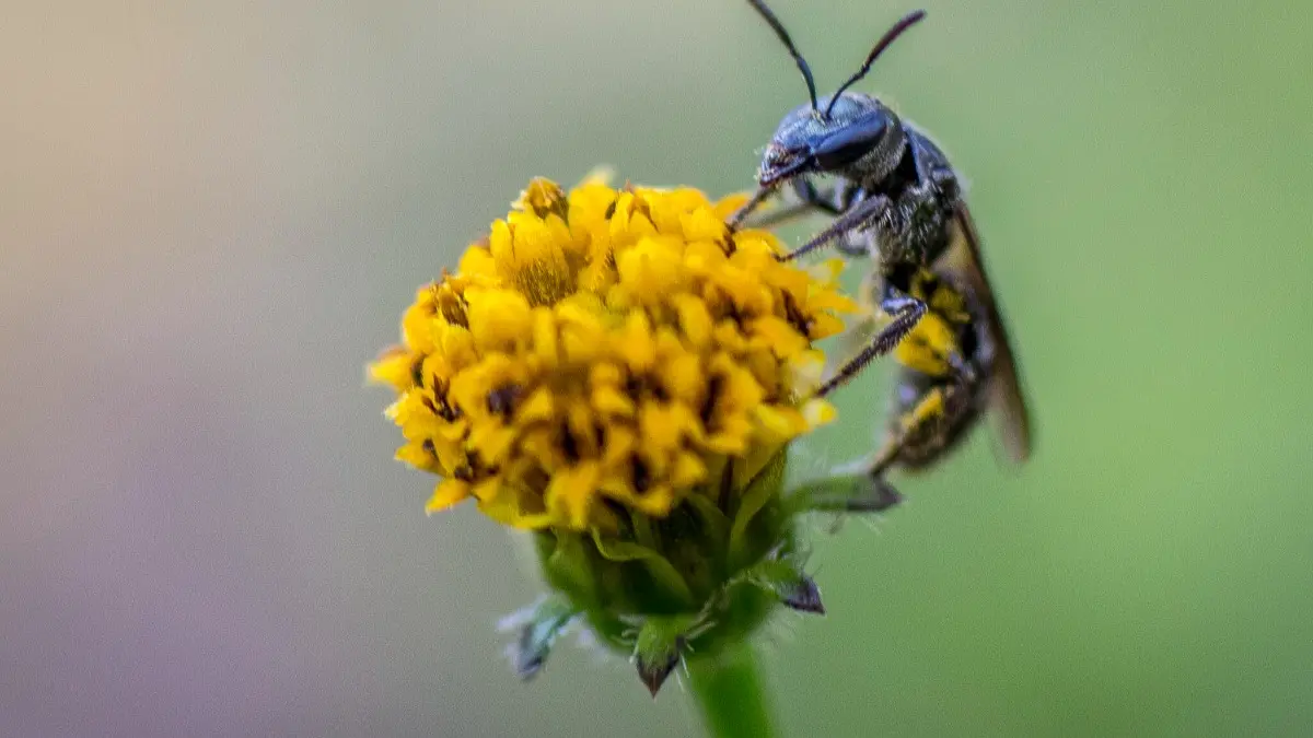 La CAS ratifica su compromiso en el rescate y protección de la fauna y la flora.