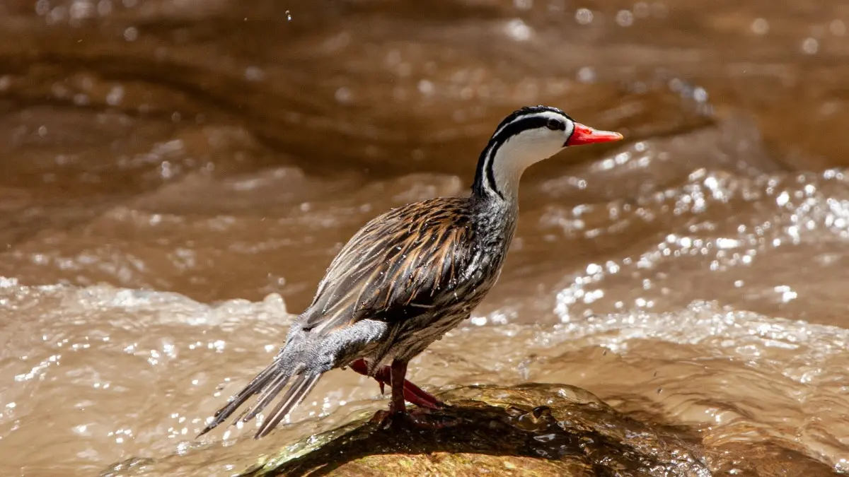 blog ¡Prepárate para el Global Big Day 2025! La CAS se une al evento mundial de observación y grabación de aves