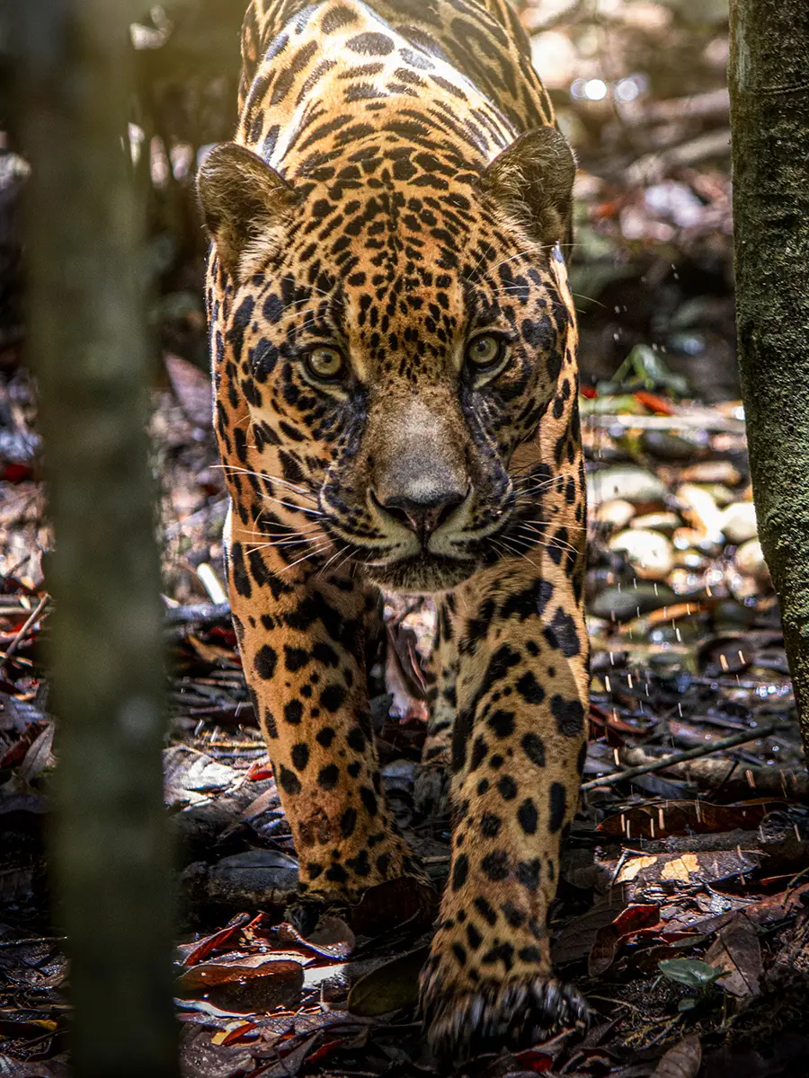 Biodiversidad